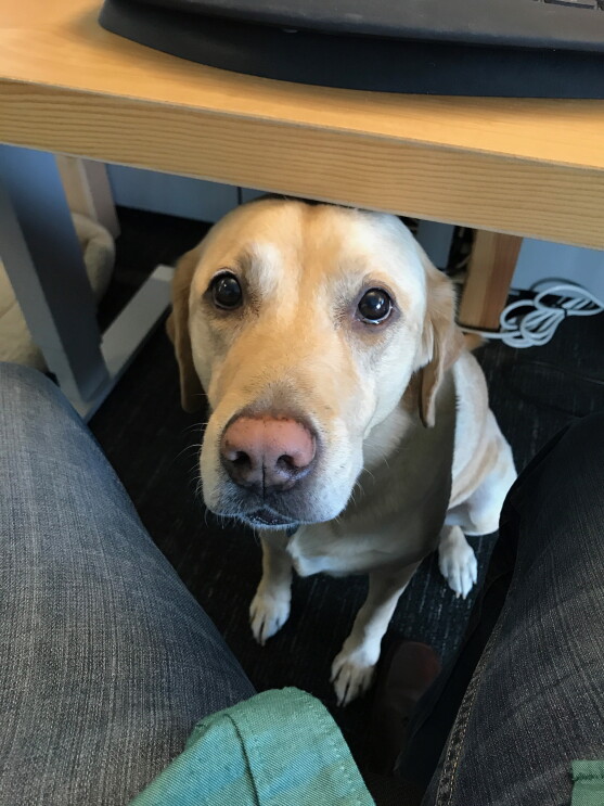 Dogs of Amazon - dog under desk looking up