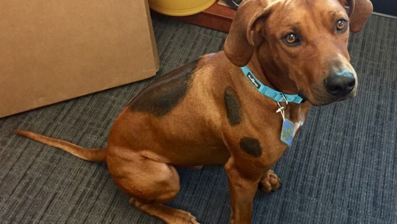 Amazon dogs