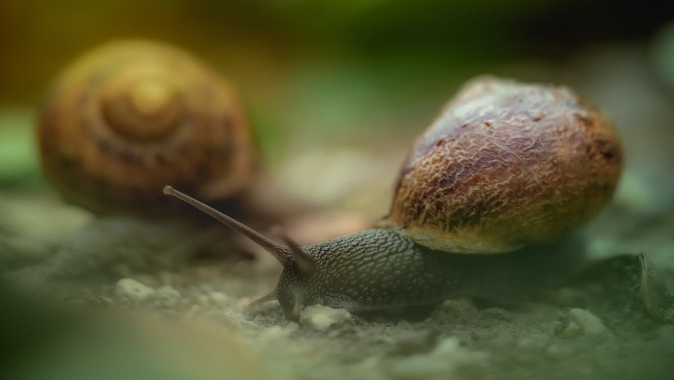 Le lumache sono le protagoniste dei prodotti di Nuvò Cosmetic, preparati a base di bava di lumaca