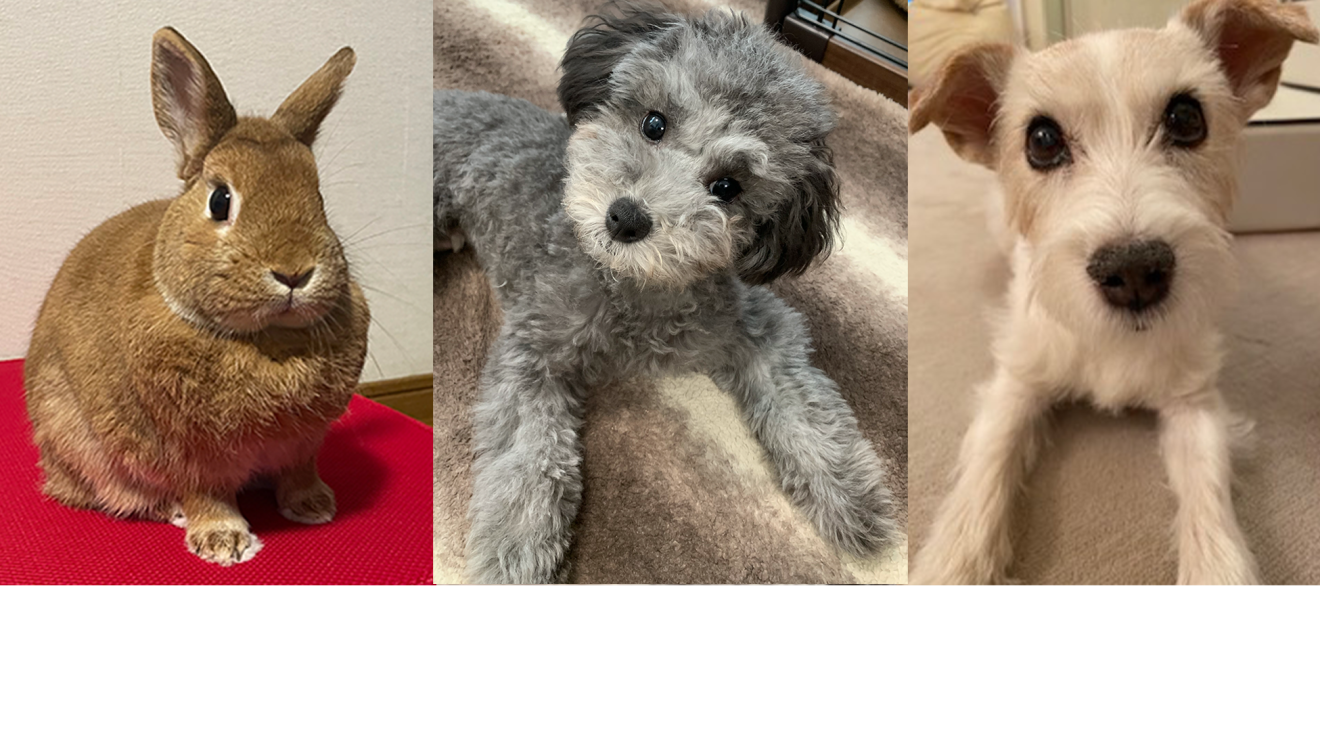 Amazon社員がおすすめする Alexa アレクサ やamazonデバイスを活用したペットとの暮らし About Amazon Japan Amazon社員がおすすめする Alexa アレクサ やamazonデバイスを活用したペットとの暮らし About Amazon Japan