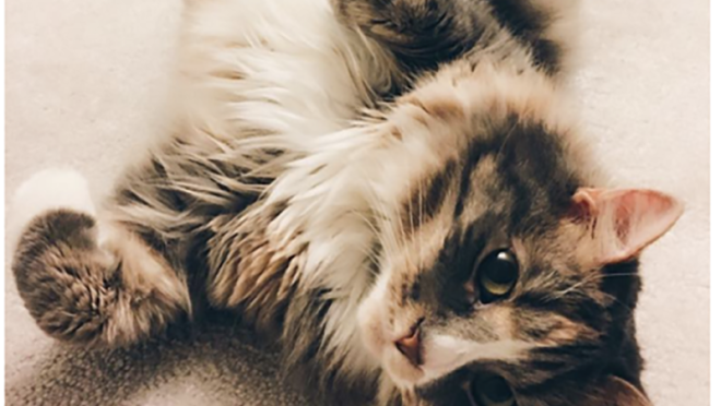 一只家养长毛猫躺在她的背上,直直地看着镜头,她在地板上打滚。