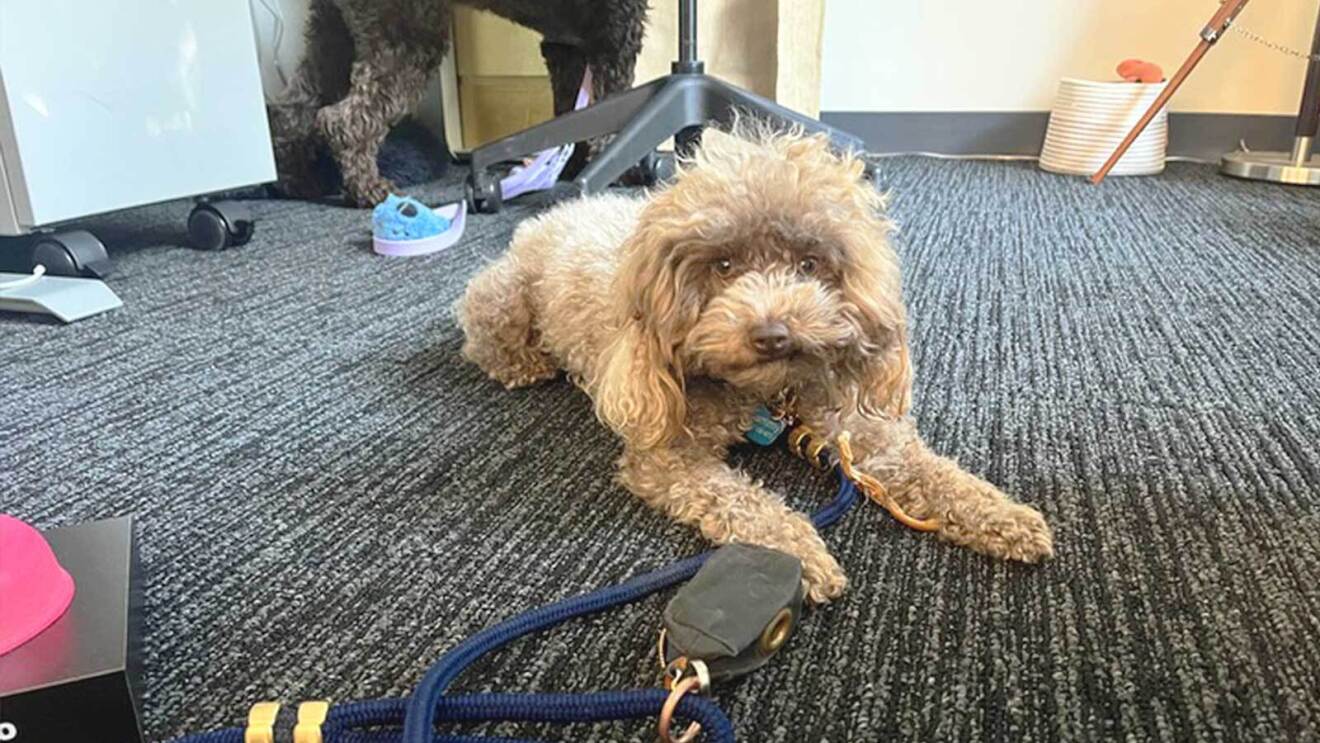 An image of a small, light brown dog with curly hair.