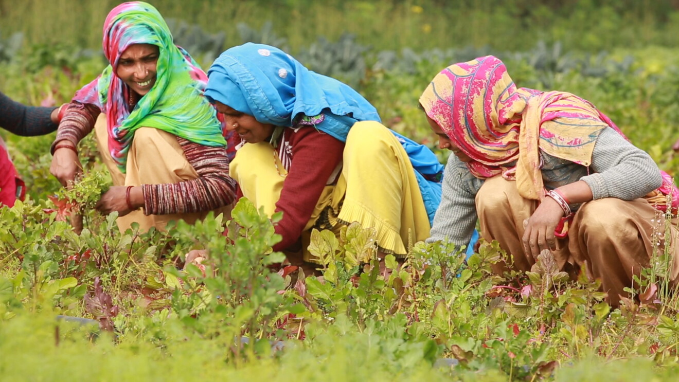 Women working at Wingreen Farms