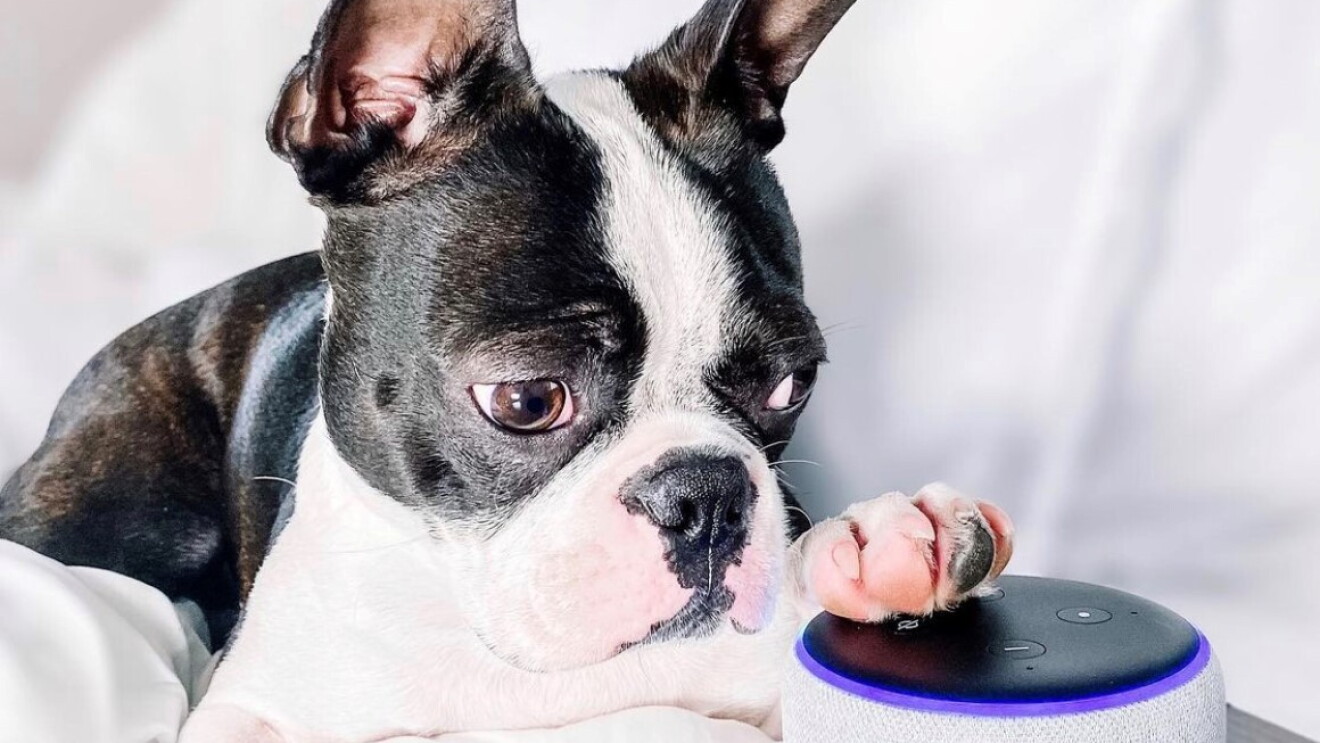 A black and white Frenchie is relaxing on a white blanket on a bed with his or her paw resting on top of Alexa.
