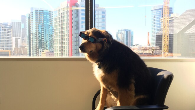 一只狗在椅子上在阳光下坐在窗户旁边。她是戴着墨镜。