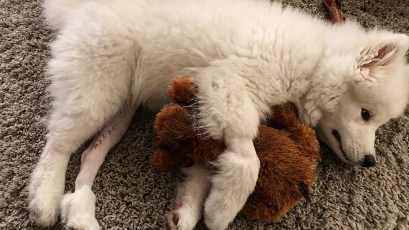 A small, white, furry dog lays on the ground holding a toy.