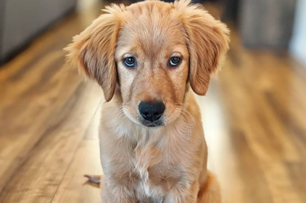 A golden retriever puppy sits on hardwood floor, looking into the distance.