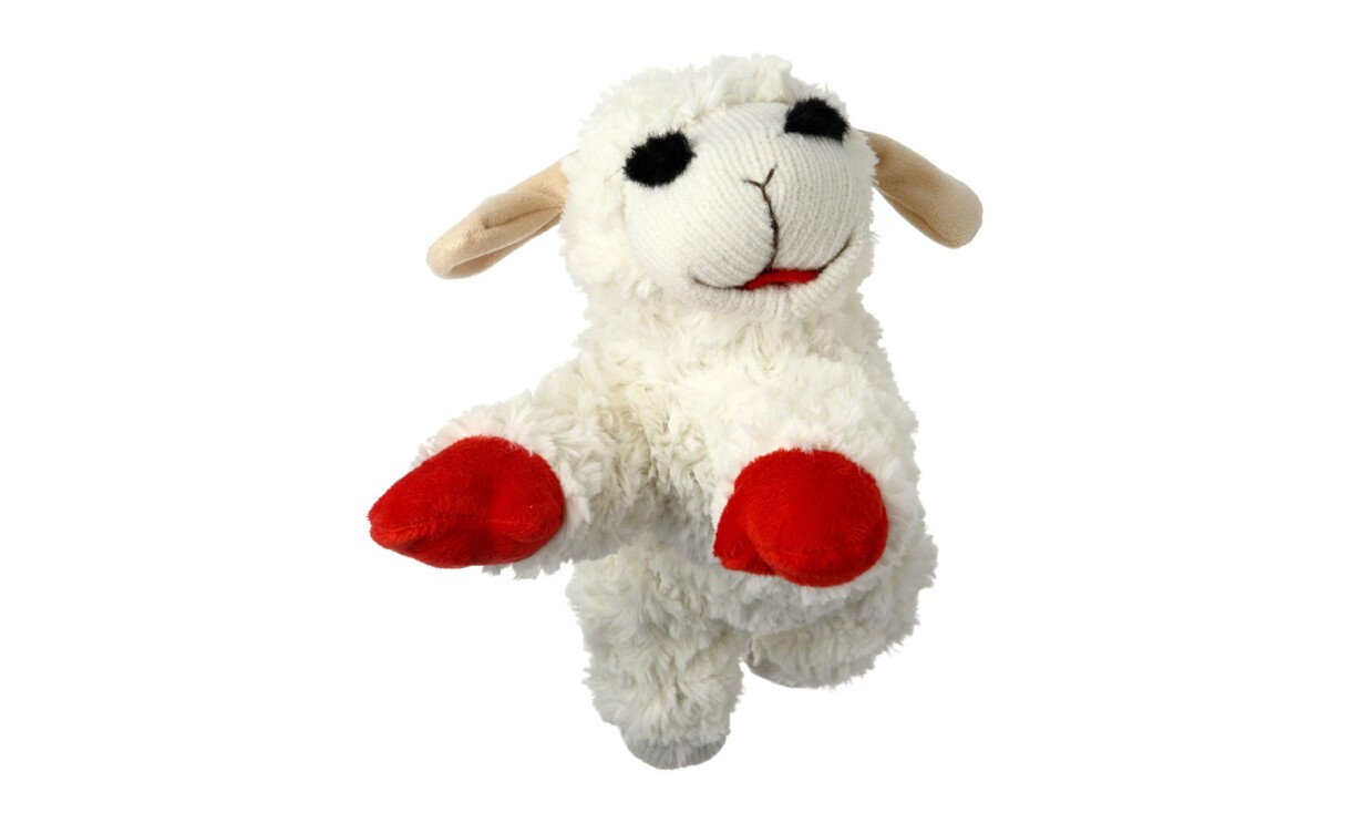 Product images of Influencer's favorite pet care products.