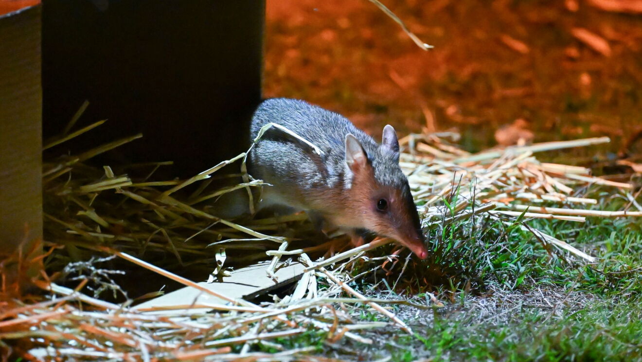 Eastern barred bandicoots