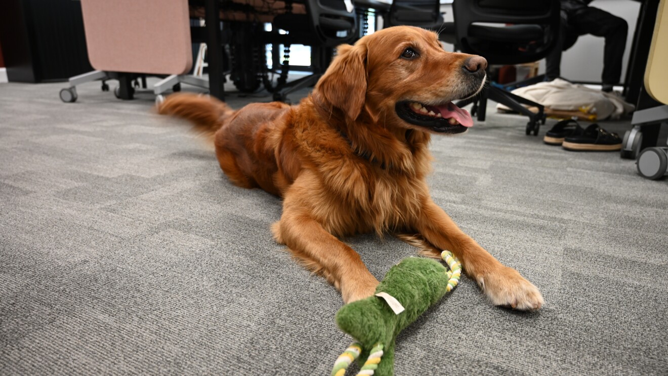 Dog Veeqo at the Swansea office