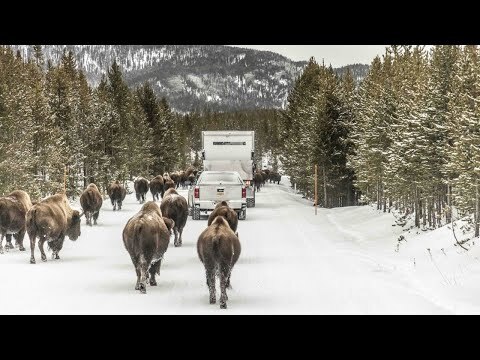 An image of bison walking around a truck making Amazon deliveries in Yellowstone National Park.