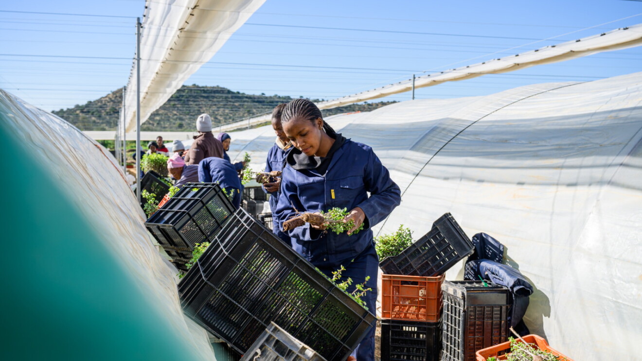 Agricultural workers transplanting seedlings in crates at a greenhouse farm