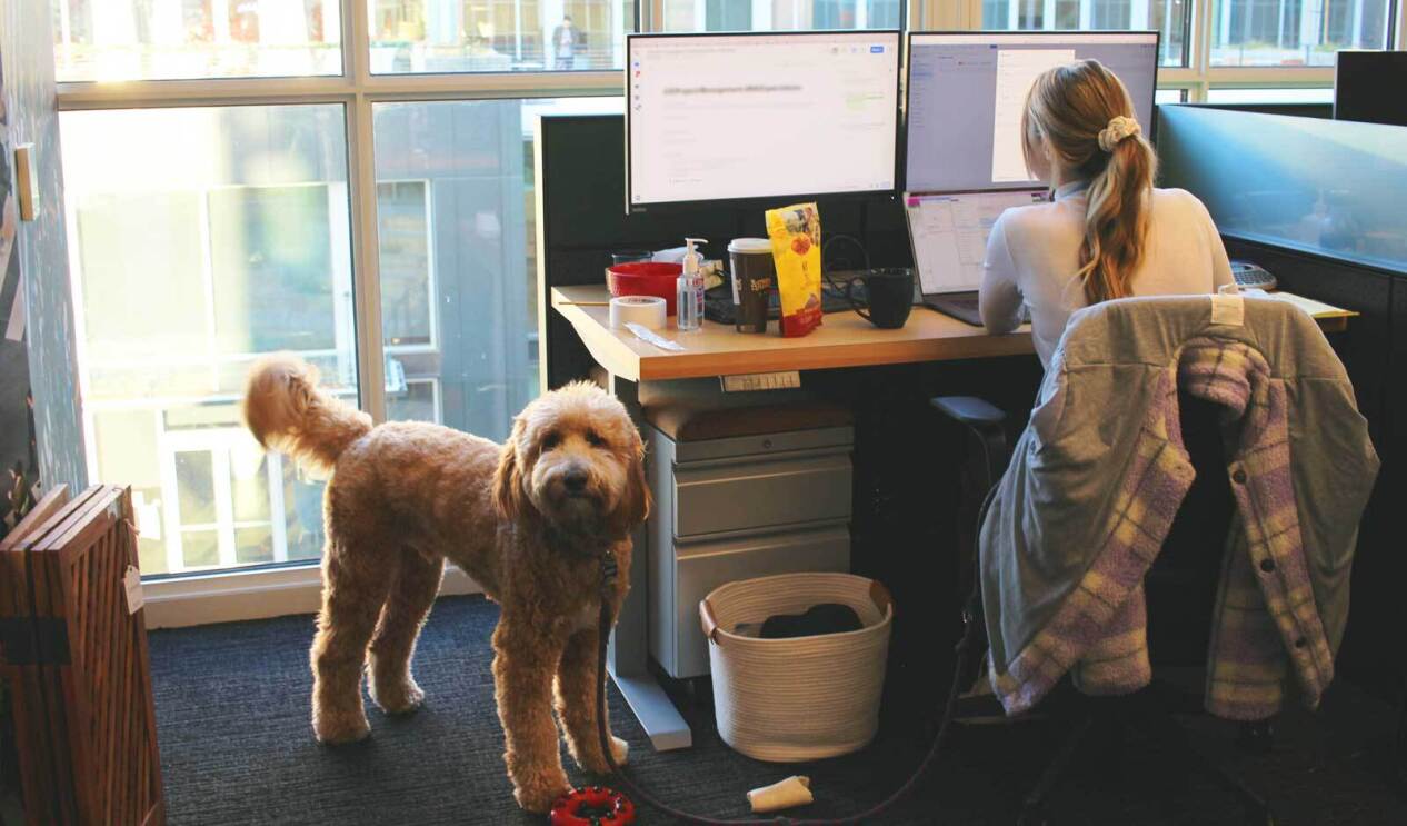 An image of a large white and tan dog with curly hair inside an Amazon office
