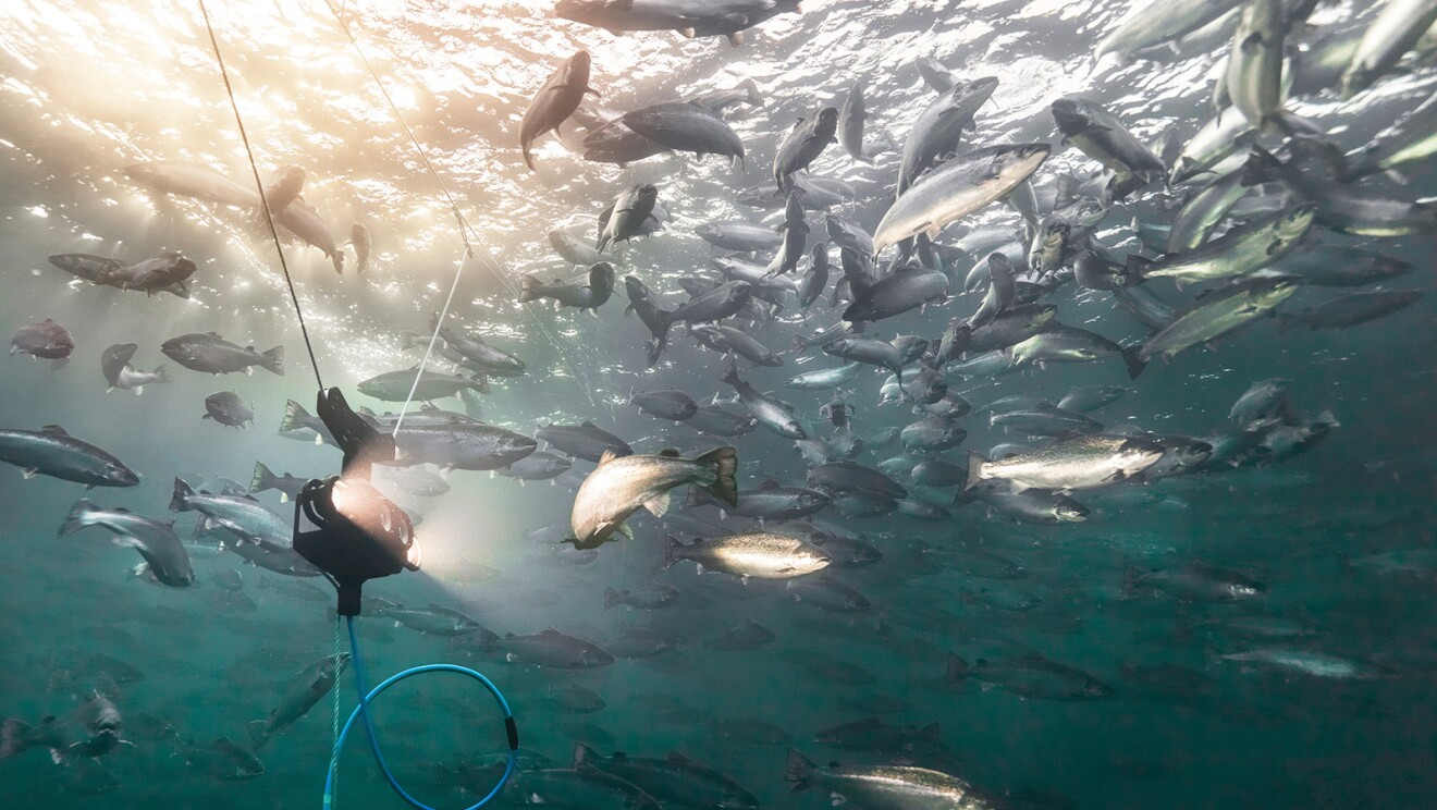 A photo of an underwater camera recording a school of fish.