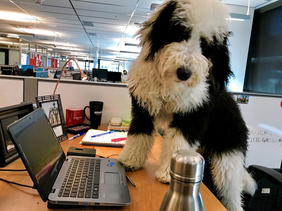 Black and white furry dog leaning on top of a desk.