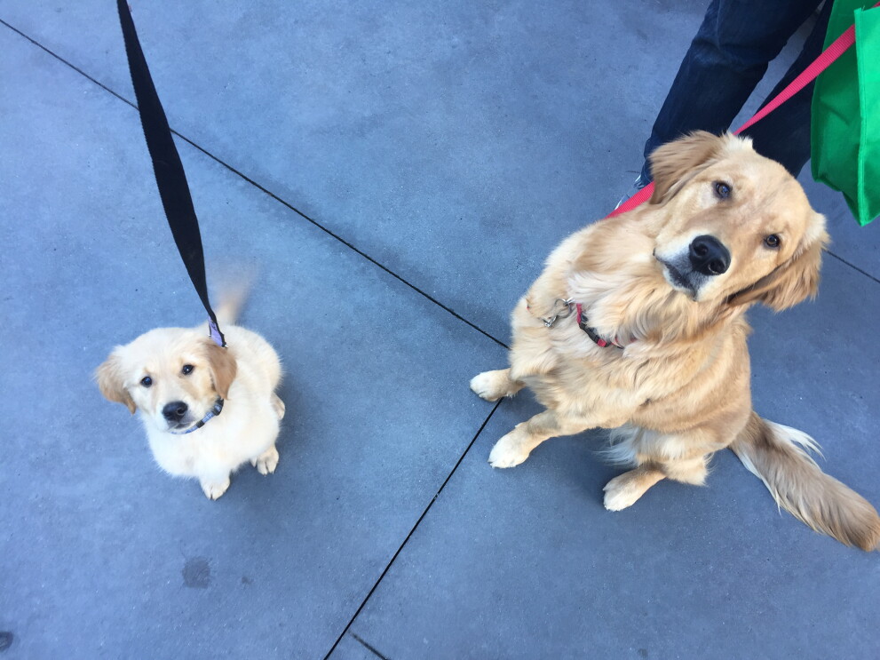 Dogs of Amazon - Marshall on leash