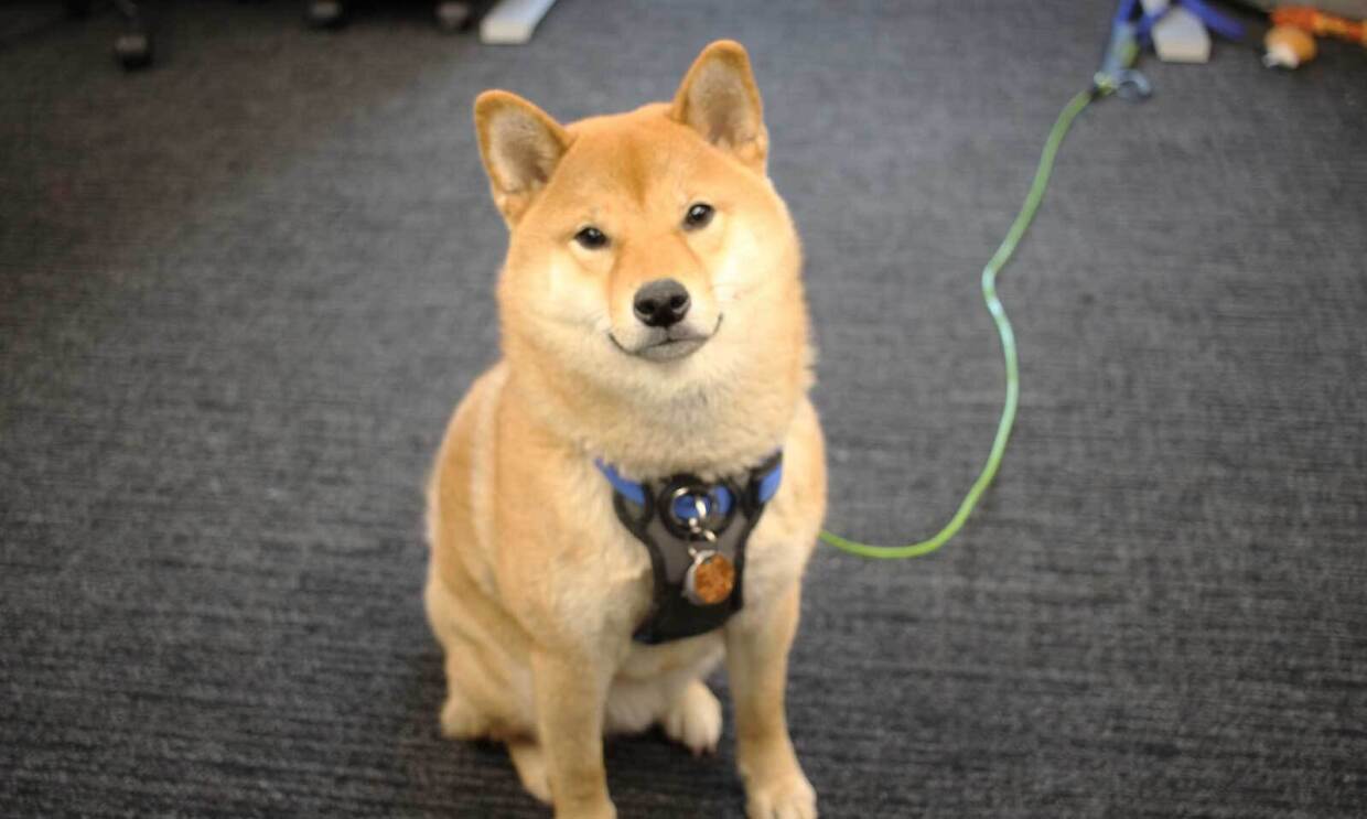An image of a tan dog inside an Amazon office sitting near a desk next to his owner.