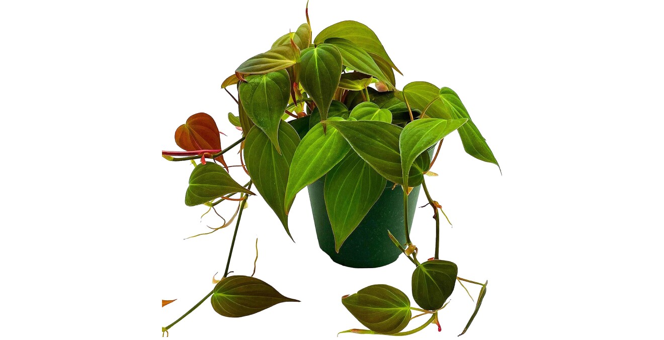a variety of indoor houseplants from bubbleblooms, a small business that sells on amazon