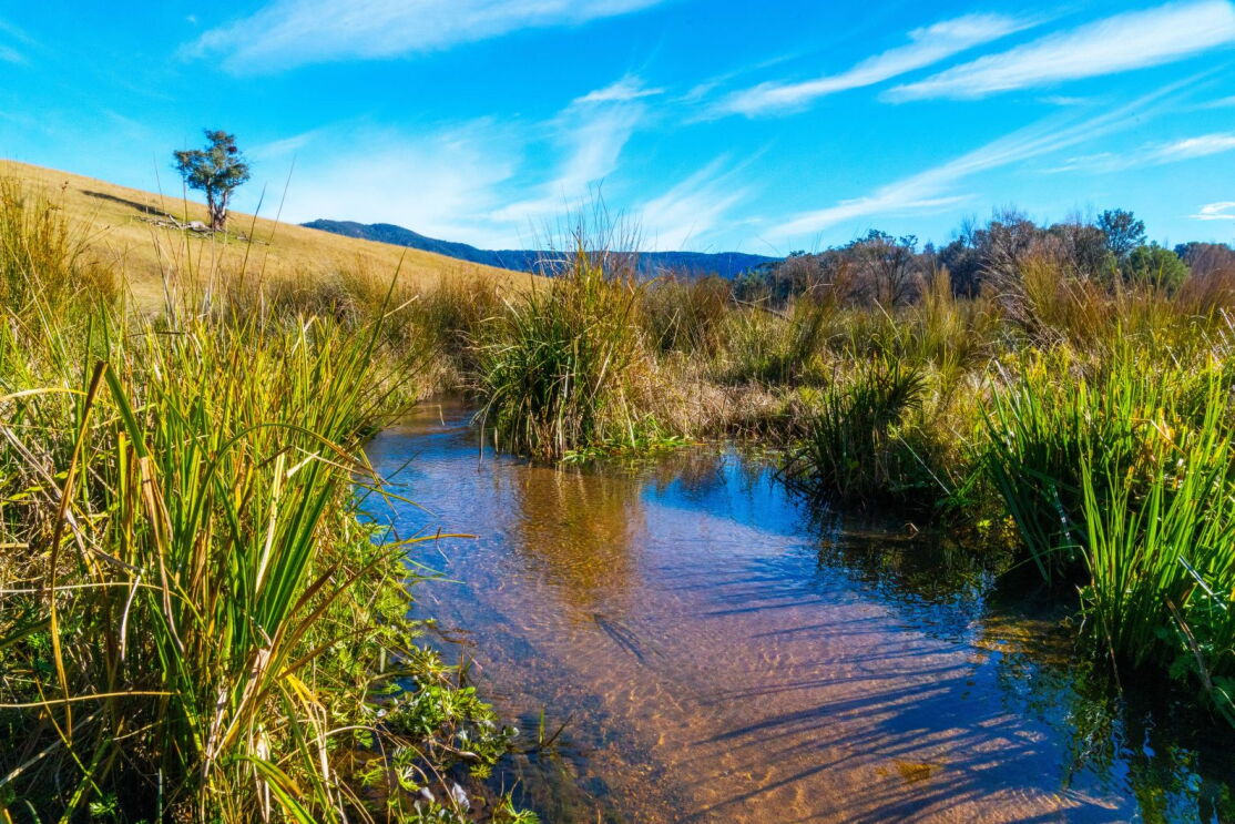 Sediment-laden creek near Coxs River impacted by erosion and runoff