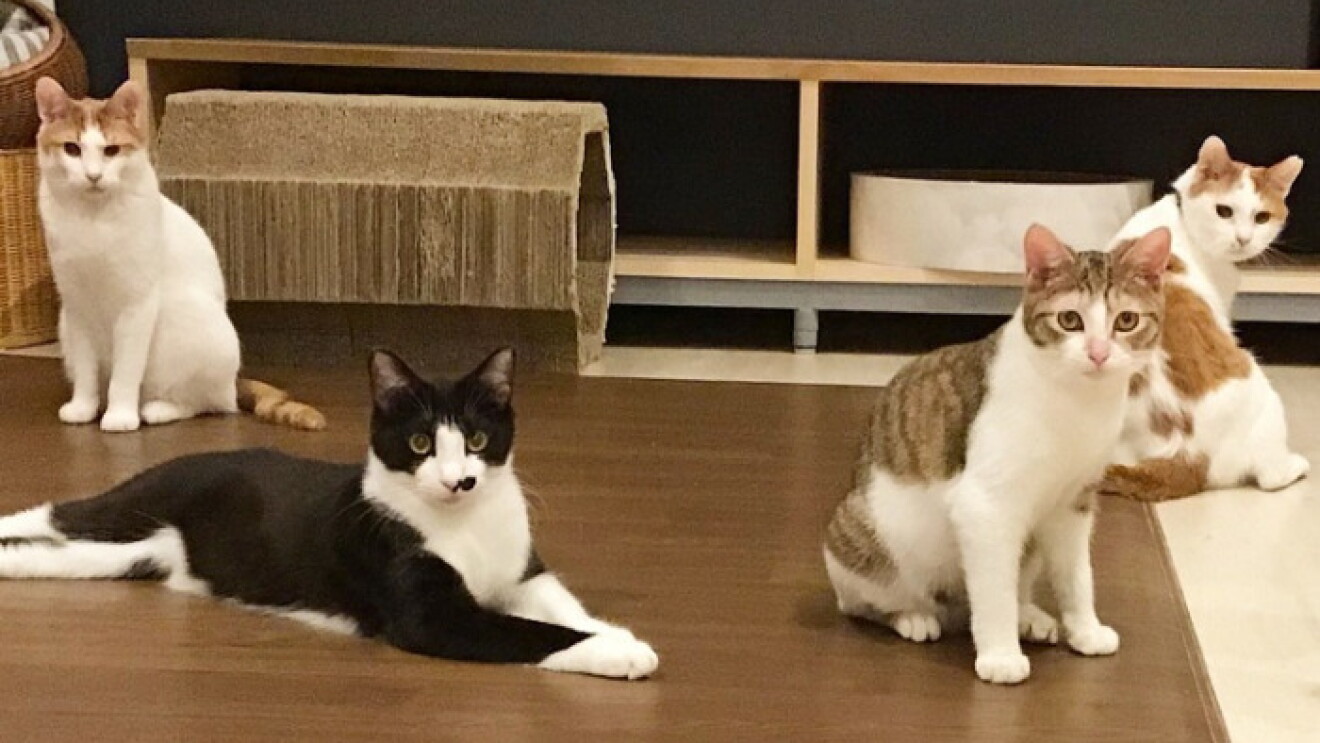 保護施設で暮らす犬猫を「ほしい物リスト」で支援