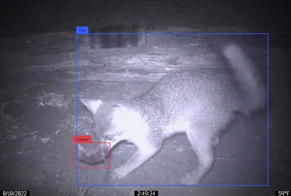 A photo of a fox capturing a rodent in its mouth at night.