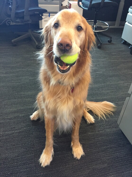 A golden retriever sits on a carpet with a yellow tennis ball in his mouth. 