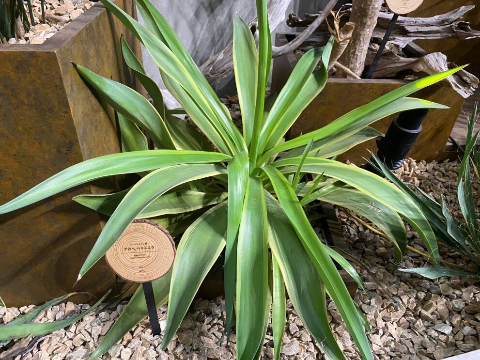 放射状に広がっている観葉植物。その横に小さな丸太を模したネームプレートが立てられている