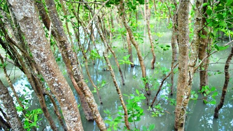 Young Sonneratia alba trees of the Silonay Mangrove Eco-park.