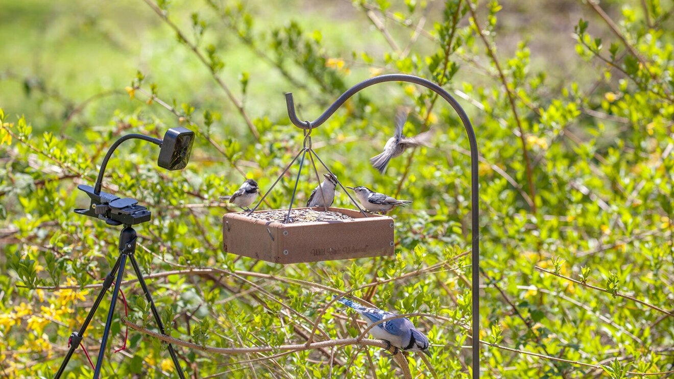 一个图像的鸟类在喂鸟吃。有一个眨眼相机设置在三脚架拍摄鸟儿。