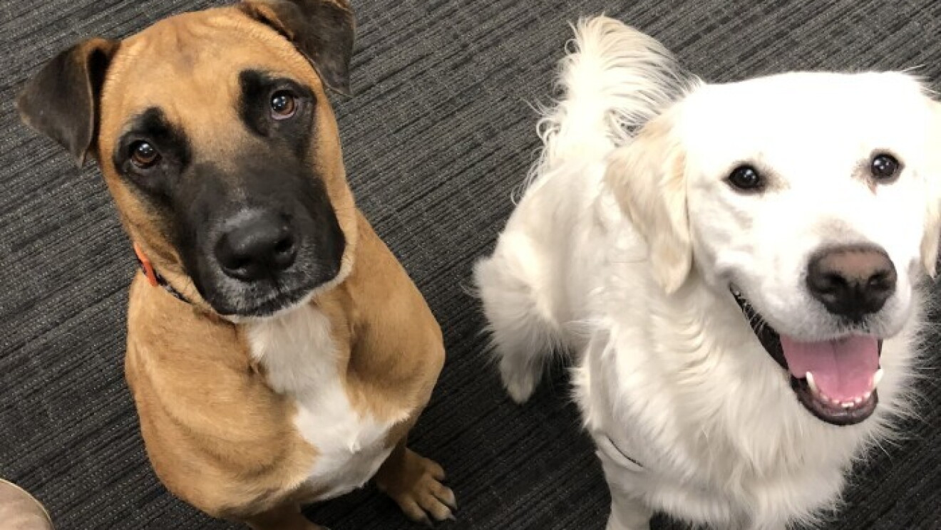 Amazon dogs