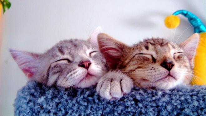 两只小猫依偎在一起,闭着眼睛,在一个铺着地毯的猫结构上休息。