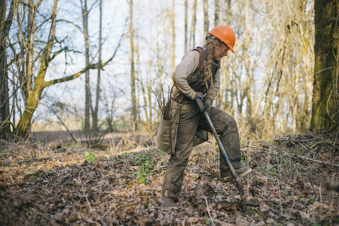 An image of a woman digging in a wooded area to plant a tree.