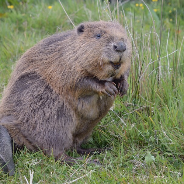 Credit Nick Upton and Cornwall Wildlife Trust