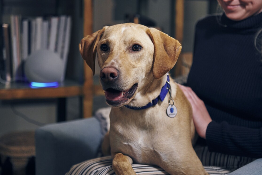 Alexa the pet whisperer: tips to keep pets calm with Amazon devices on Bonfire Night