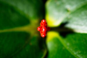 Macro photography of some of the 40,000 plants in the Seattle Spheres