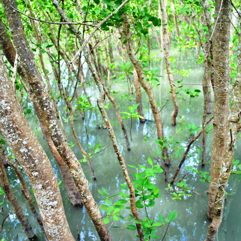 Troncos de árvores com folhas verdes. As árvores crescem dentro da água 