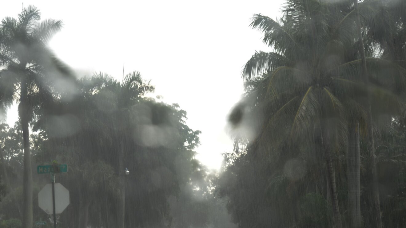 文件从2017年照片显示飓风期间阴雨连绵的棕榈树