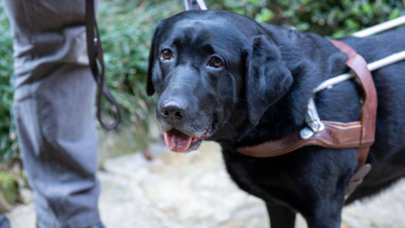 Tippy Guide Dogs Alexa Program