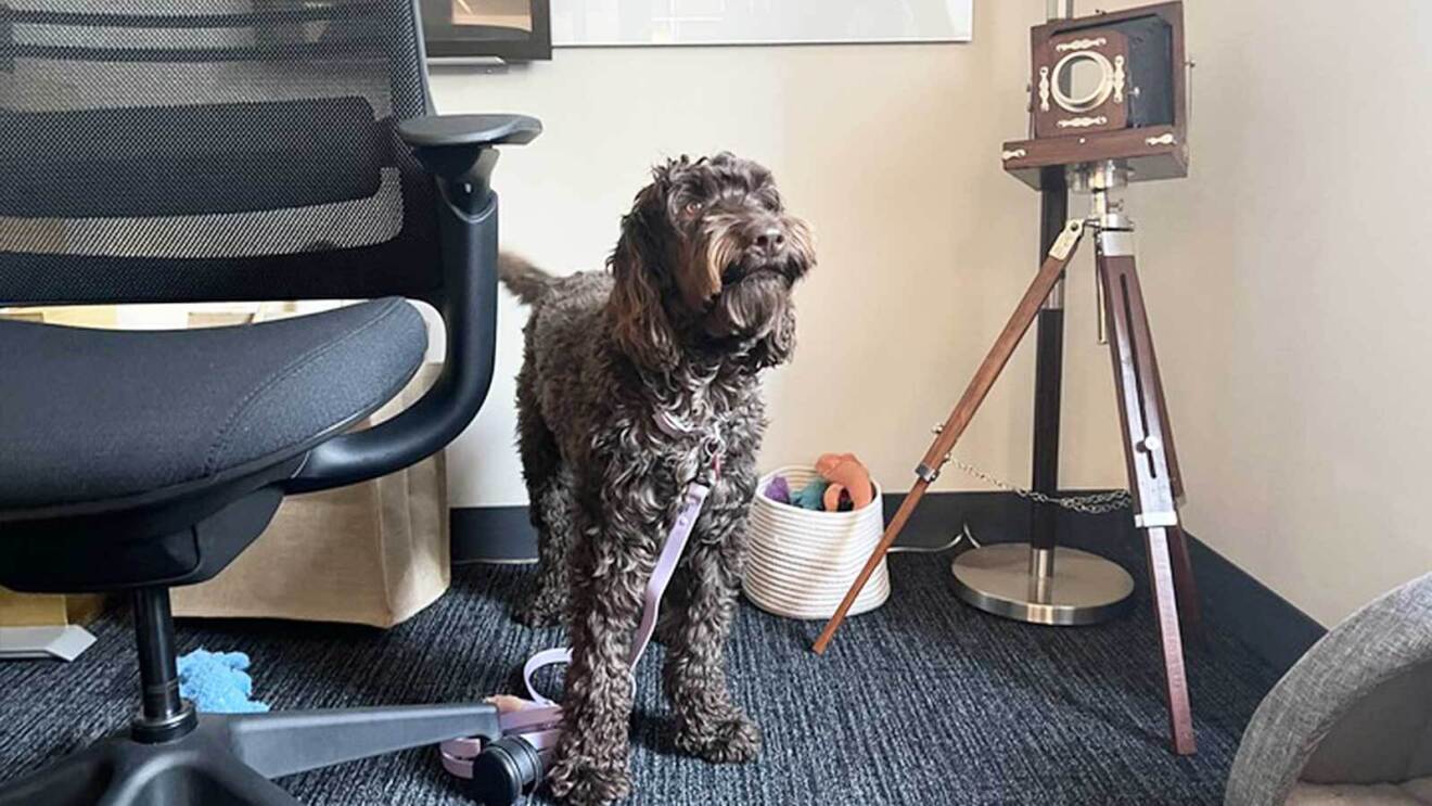 An image of a chocolate doodle dog in an office at Amazon