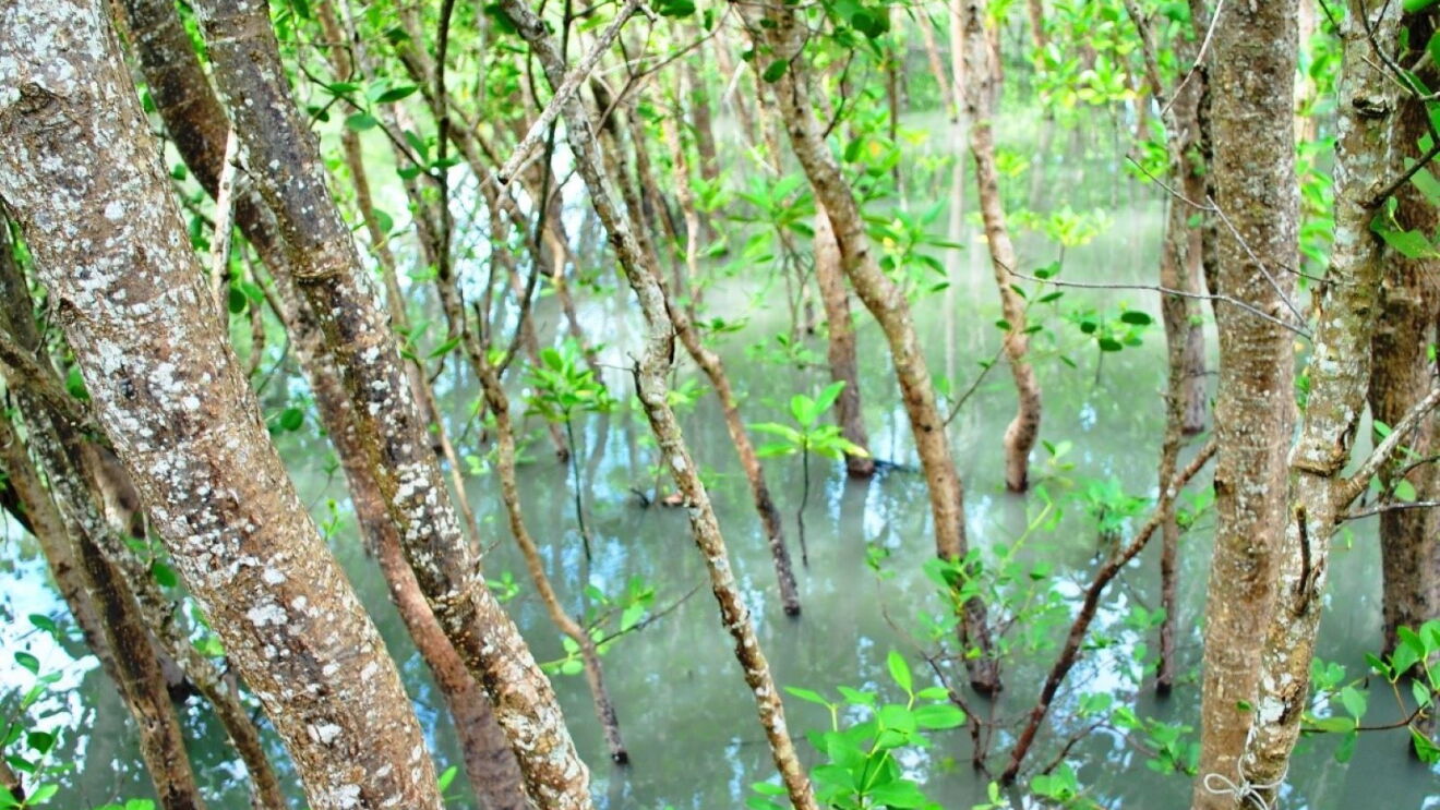 the International Blue Carbon Institute