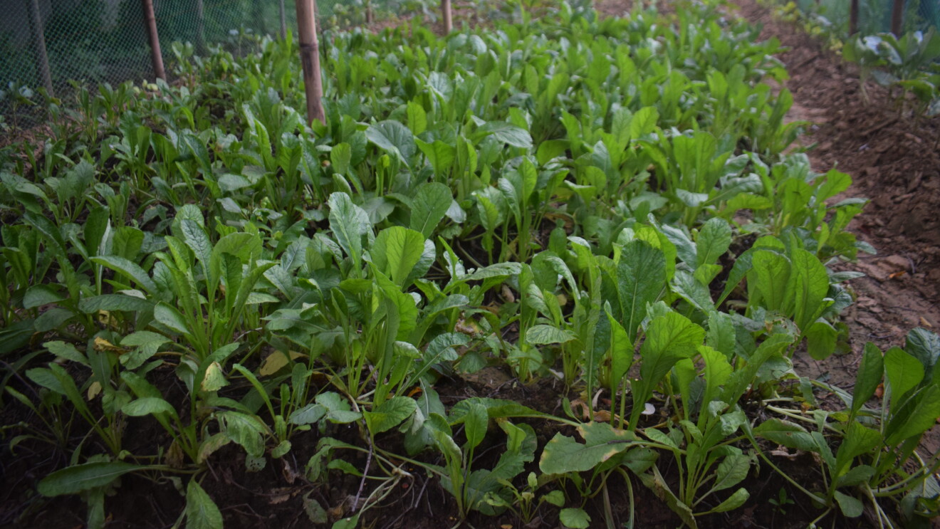 75 urban food gardens by Amazon ICLEI boost nutrition in schools