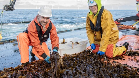 AMAZON-NorthSeaSeaweed-©KLOET-14dd11072025 2_FR