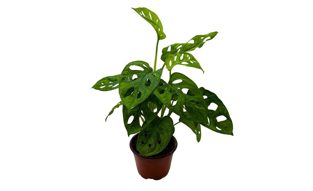 a variety of indoor houseplants from bubbleblooms, a small business that sells on amazon
