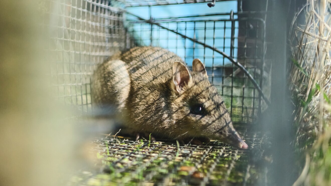 Small marsupial with pointed snout inside a wire cage trap