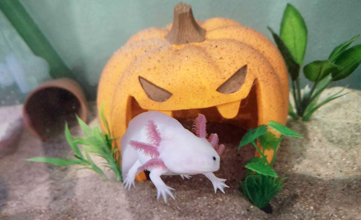 An image of a pet.