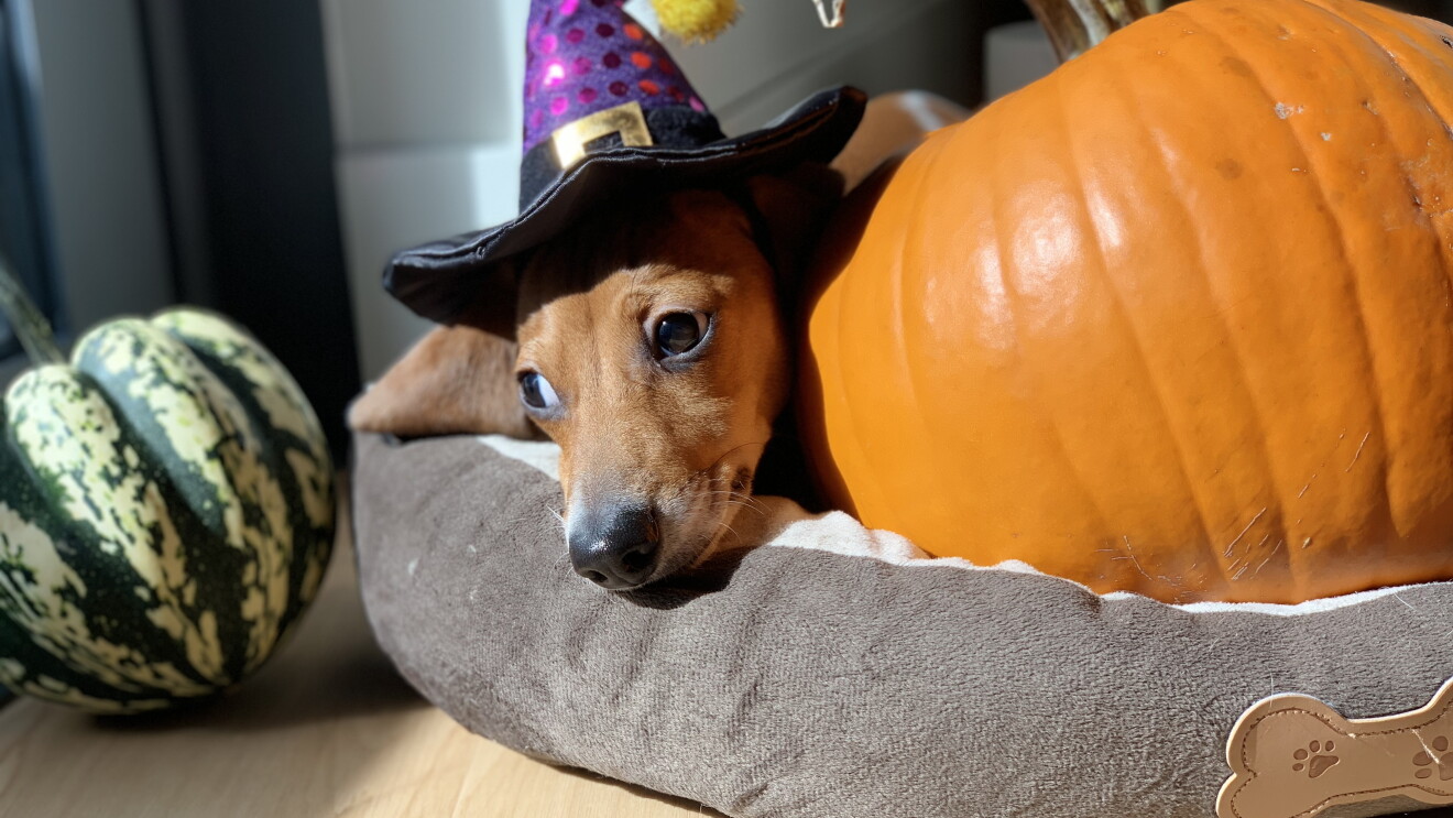 Halloween 2018 boxtumes and pets