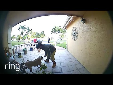 Missing dog is reunited with his family