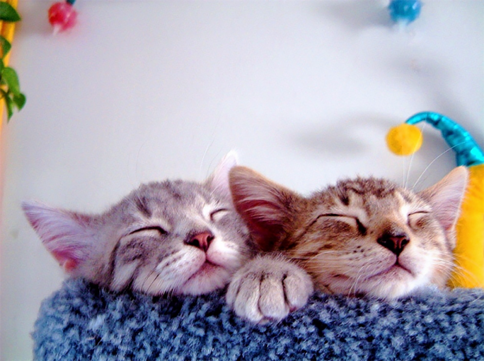Two kittens snuggle together, eyes closed, as they rest on a carpeted cat structure.