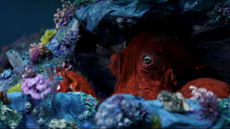 An octopus looks out in documentary Octopus!