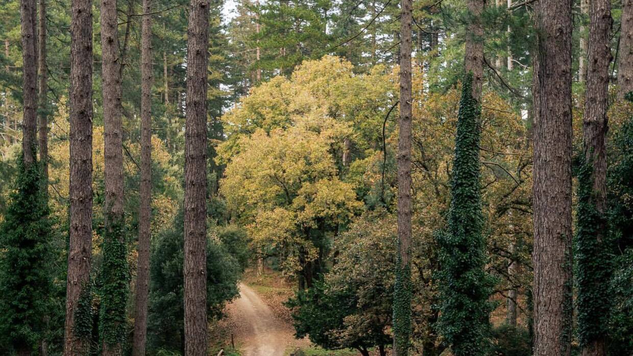 A dirt path winds through a forested area.